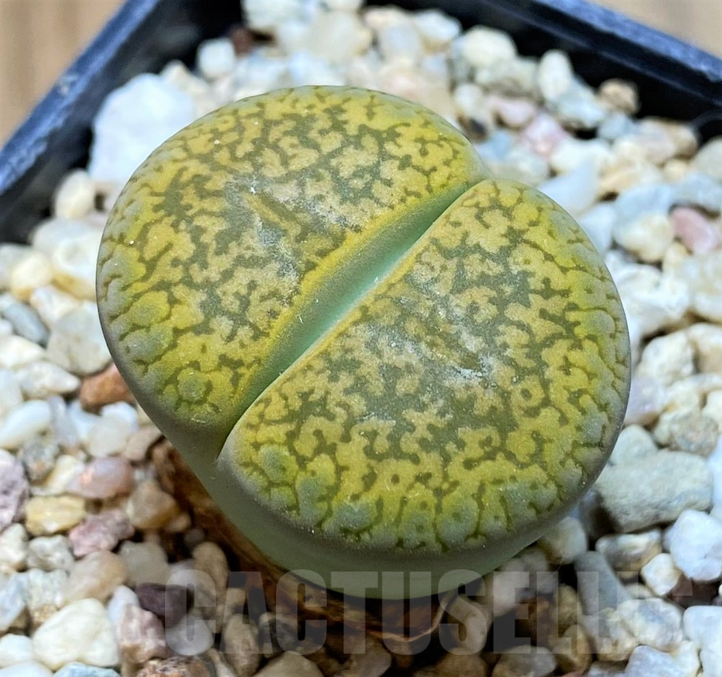 SH11452 Lithops aucampiae 'Betty's Beryl' x aucampiae 'Jackson's Jade'