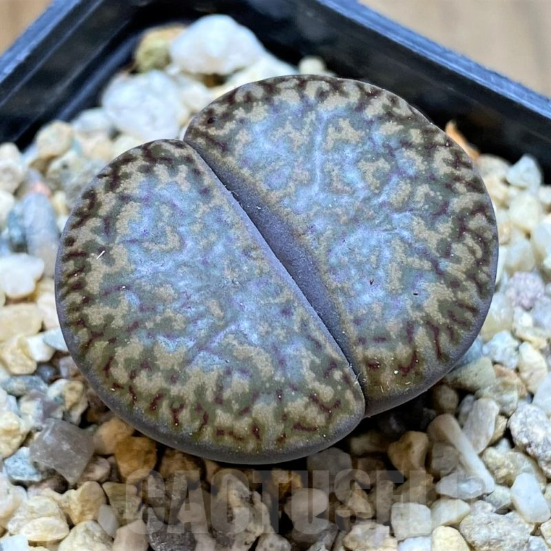 SH11453 Lithops bromfieldii v. glaudinae 'Embers' C393A