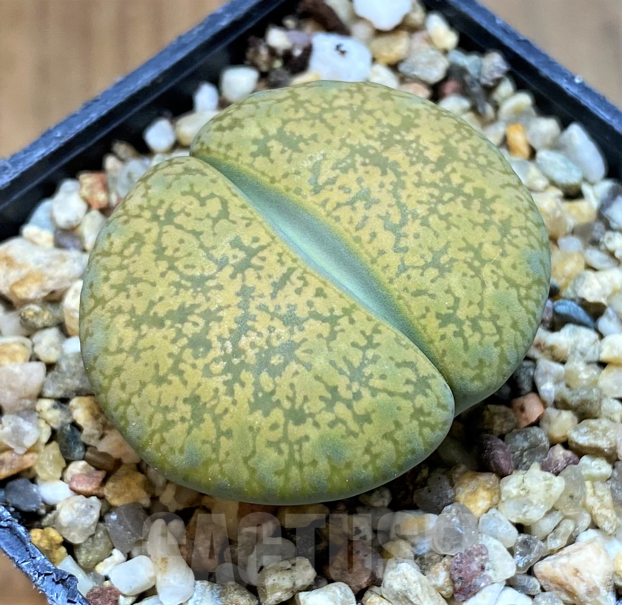 SH11455 Lithops aucampiae 'Betty's Beryl' x aucampiae 'Jackson's Jade'
