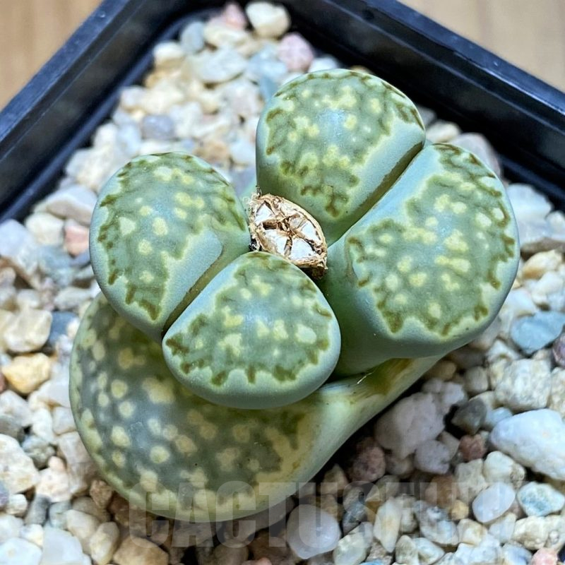 SH11456 Lithops julii 'Fuller Green'