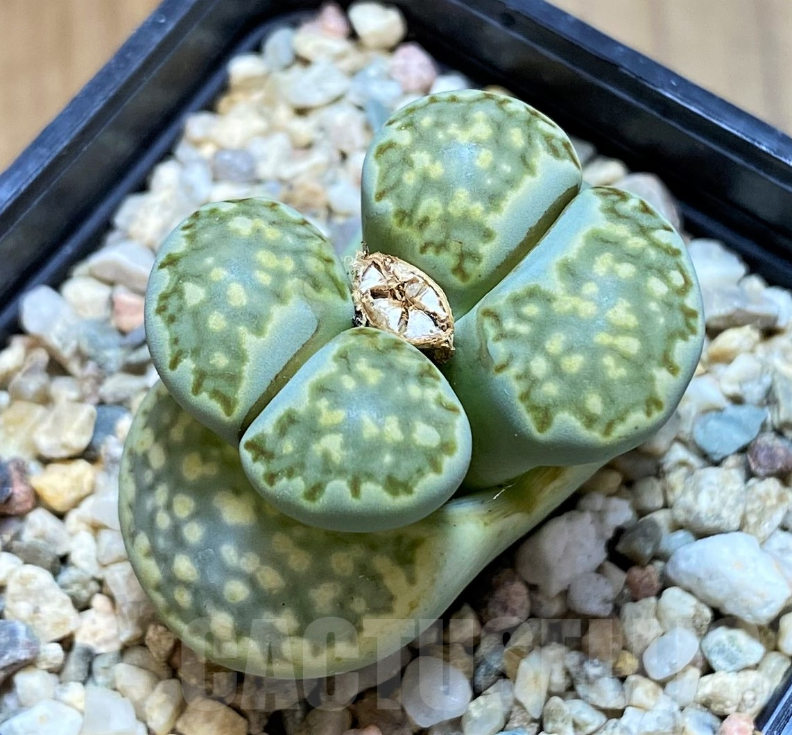 SH11456 Lithops julii 'Fuller Green'