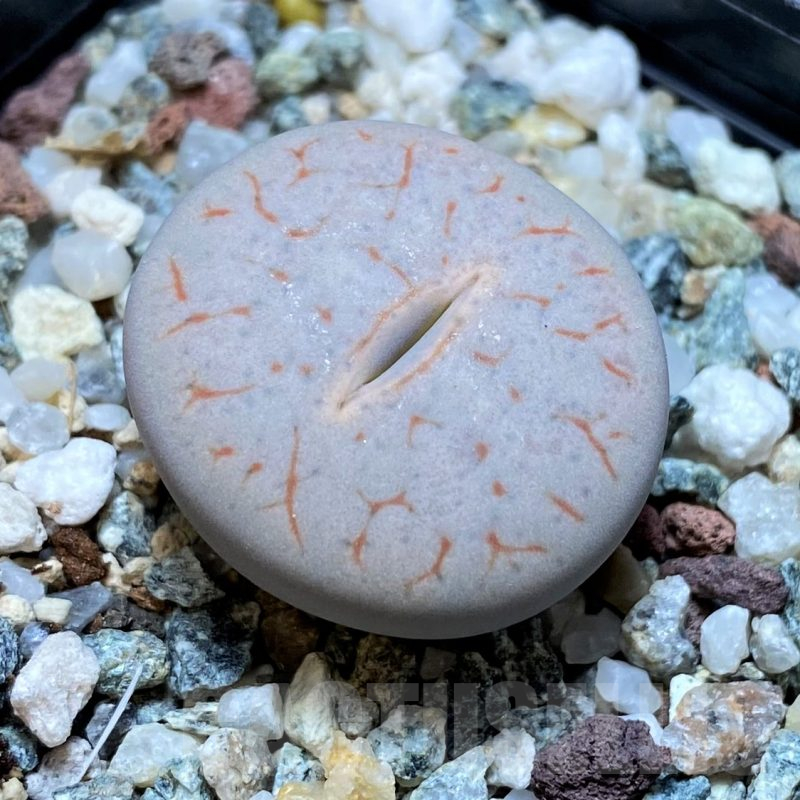 SH11458 Lithops pseudotruncatella ssp. volkii