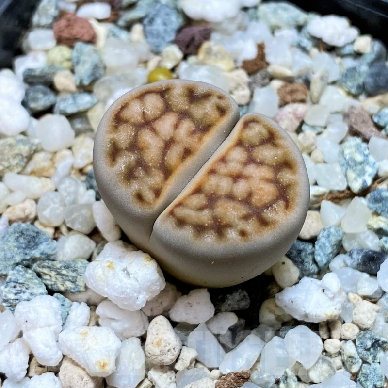 SH11460 Lithops karasmontana