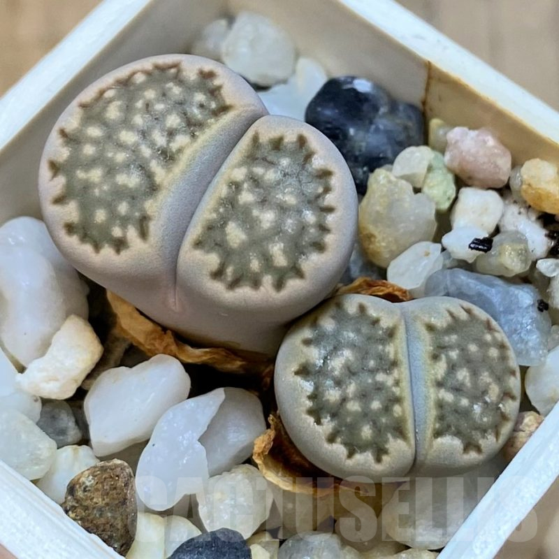 SH11463 Lithops halii