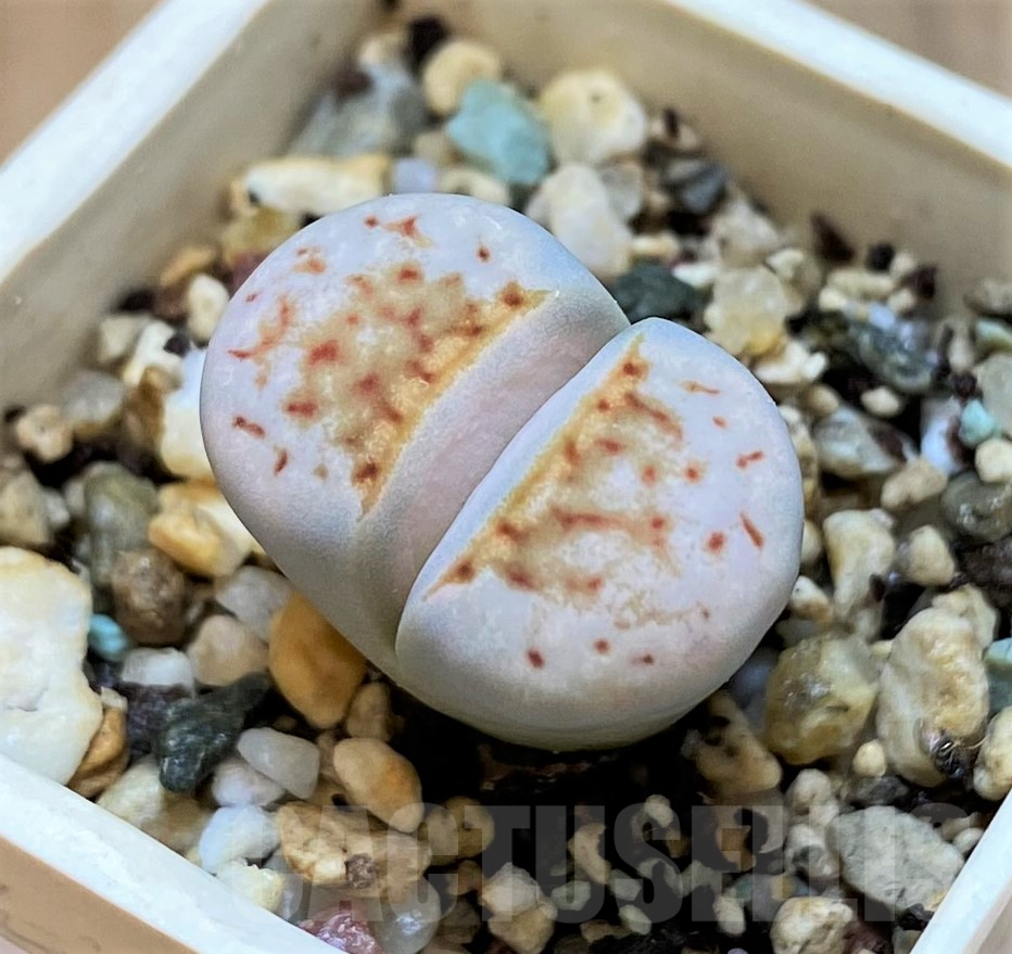 SH11464 Lithops julii 'Hot Lips'