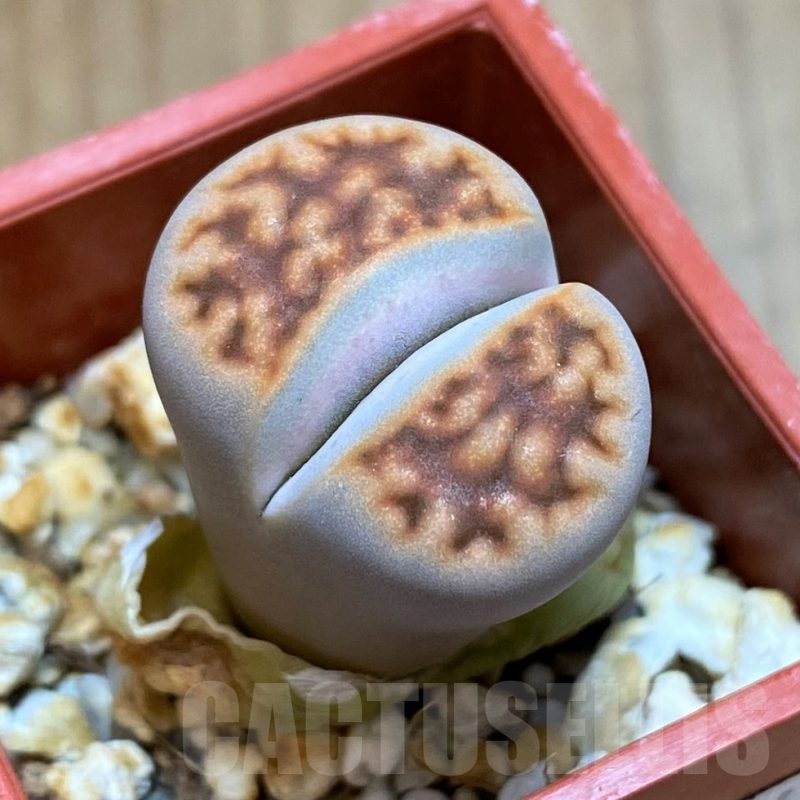 SH11465 Lithops karasmontana v. summitatum