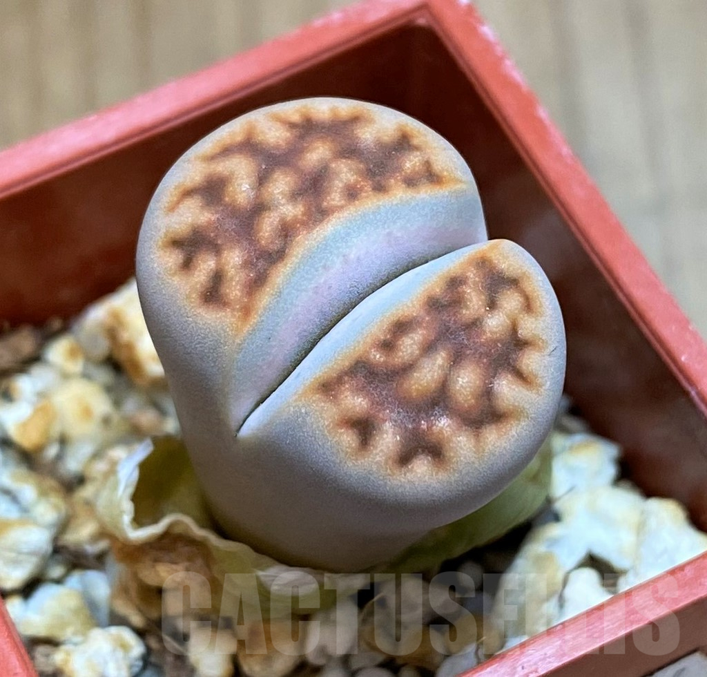 SH11465 Lithops karasmontana v. summitatum