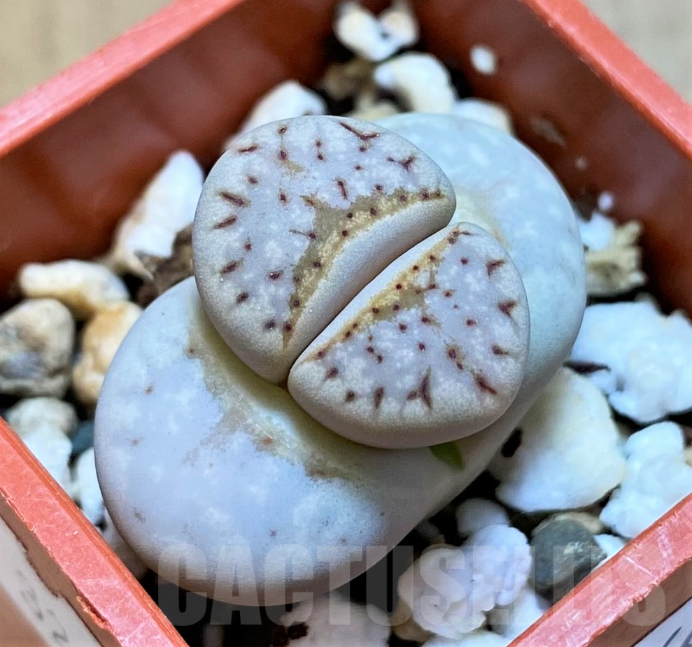 SH11466 Lithops julii