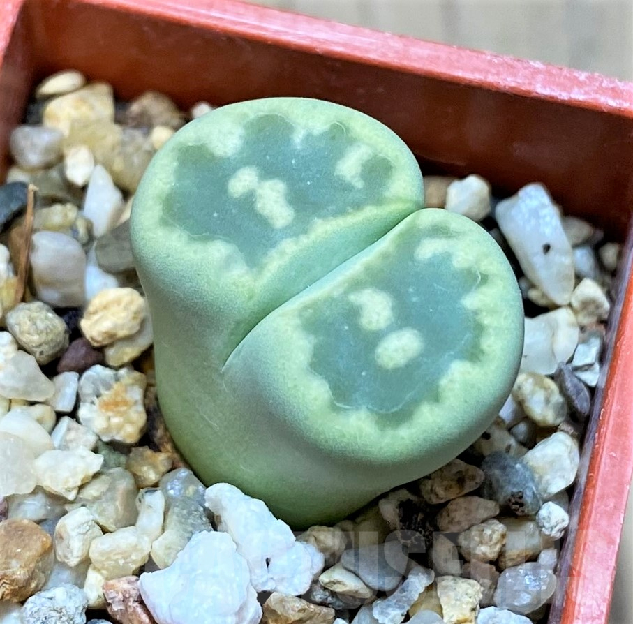 SH11467 Lithops bella ‘Green vermilion’