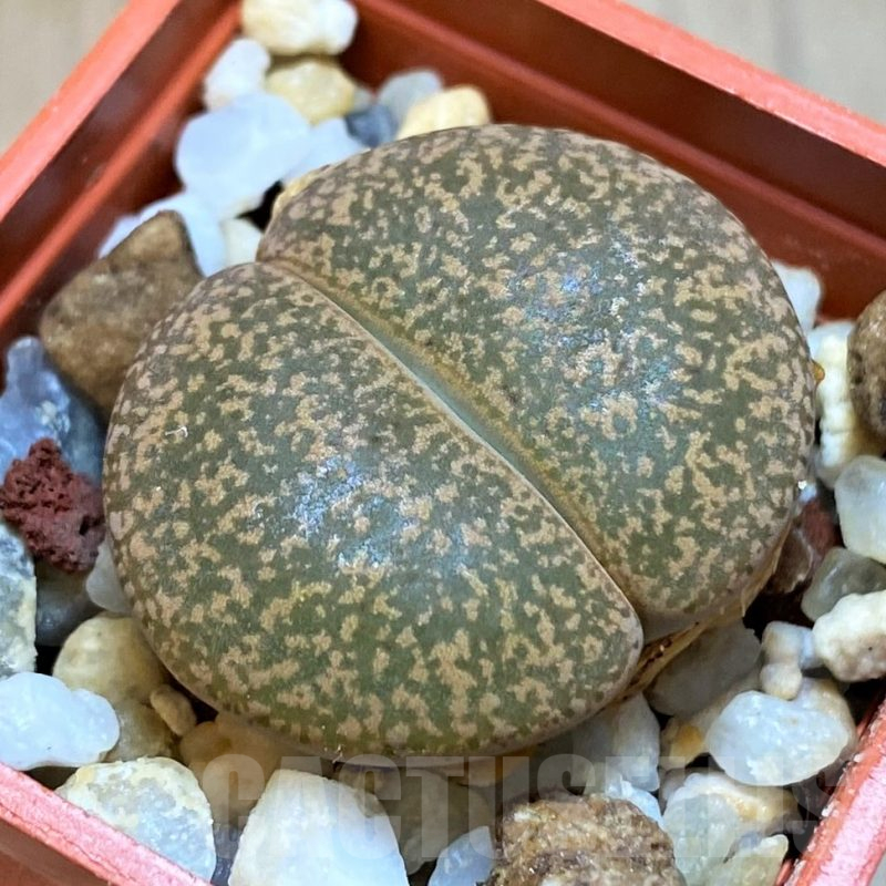 SH11468 Lithops lesliei 'Warrenton'