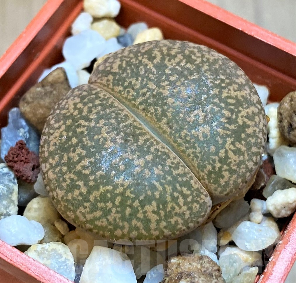 SH11468 Lithops lesliei 'Warrenton'