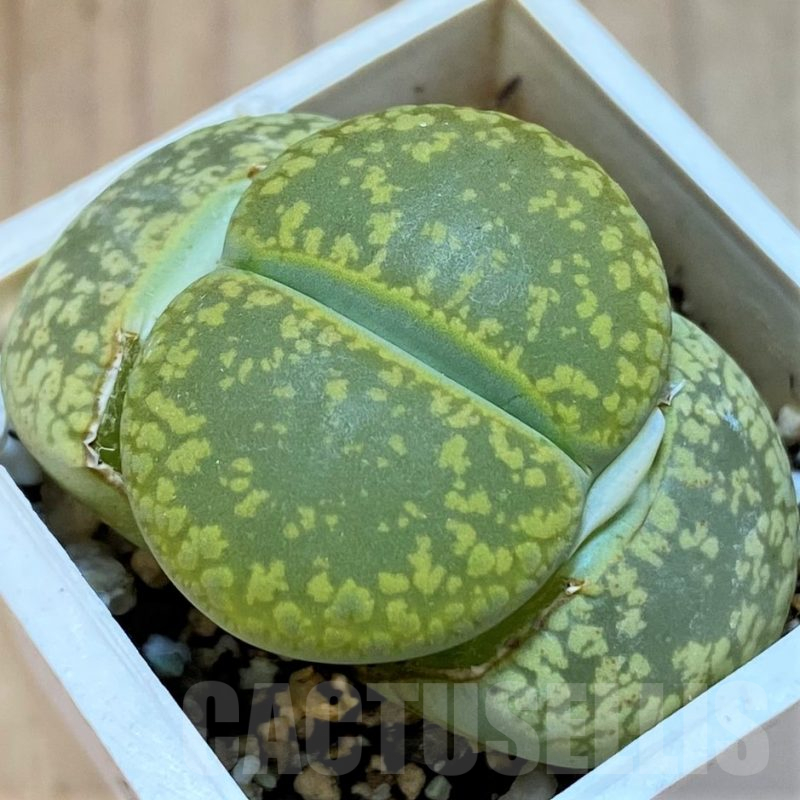 SH11469 Lithops aucampiae 'Jackson's Jade' C395