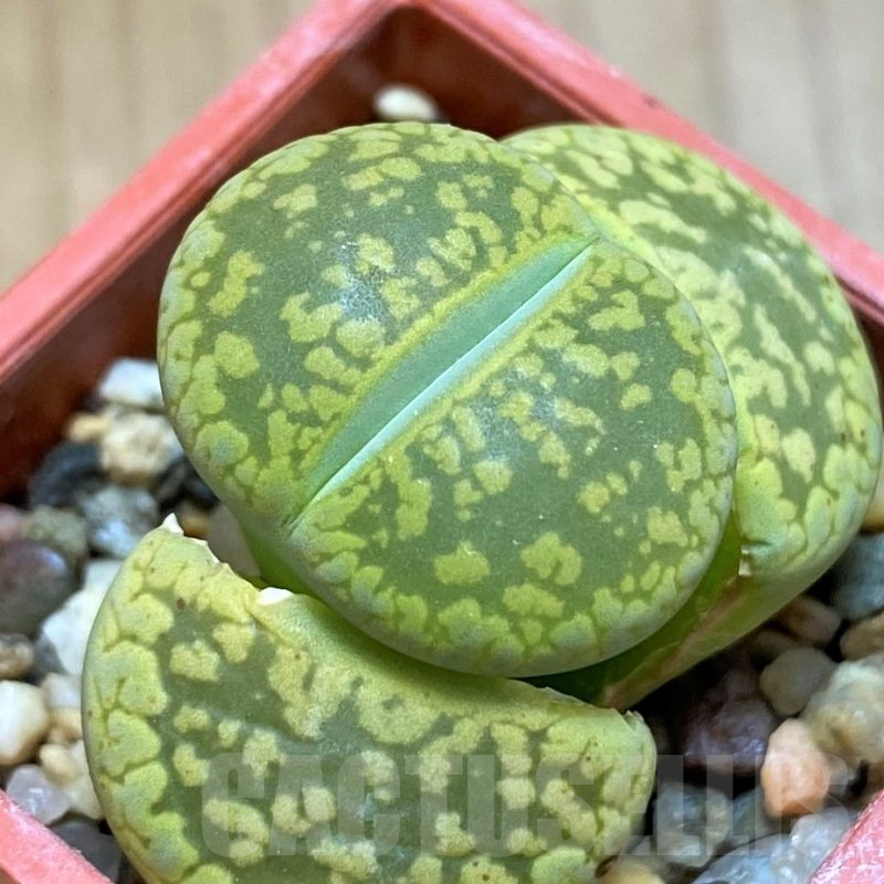 SH11470 Lithops aucampiae 'Jackson's Jade' C395