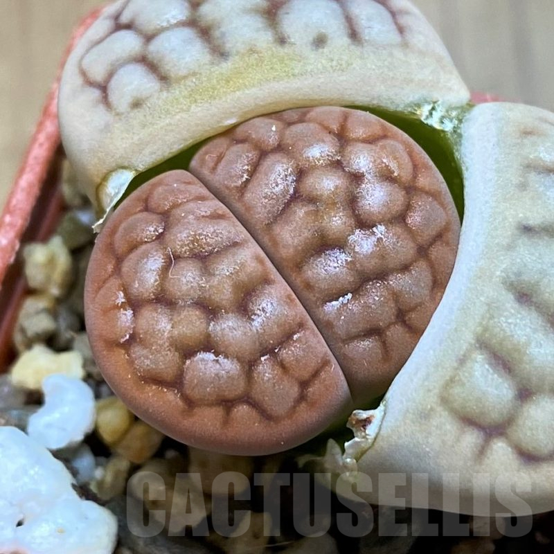 SH11471 Lithops hookeri