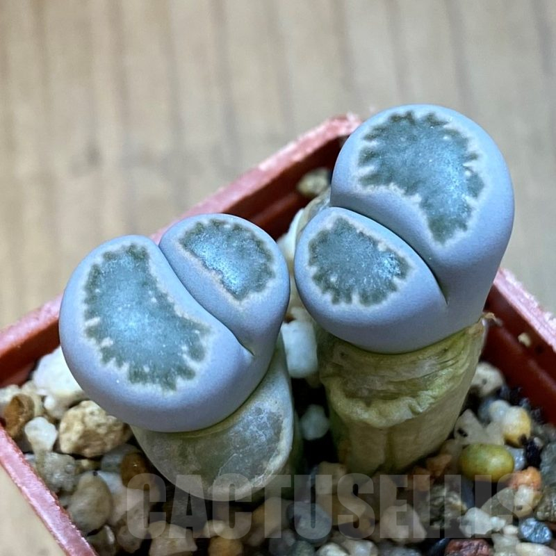 SH11472 Lithops salicola 'Malachite'