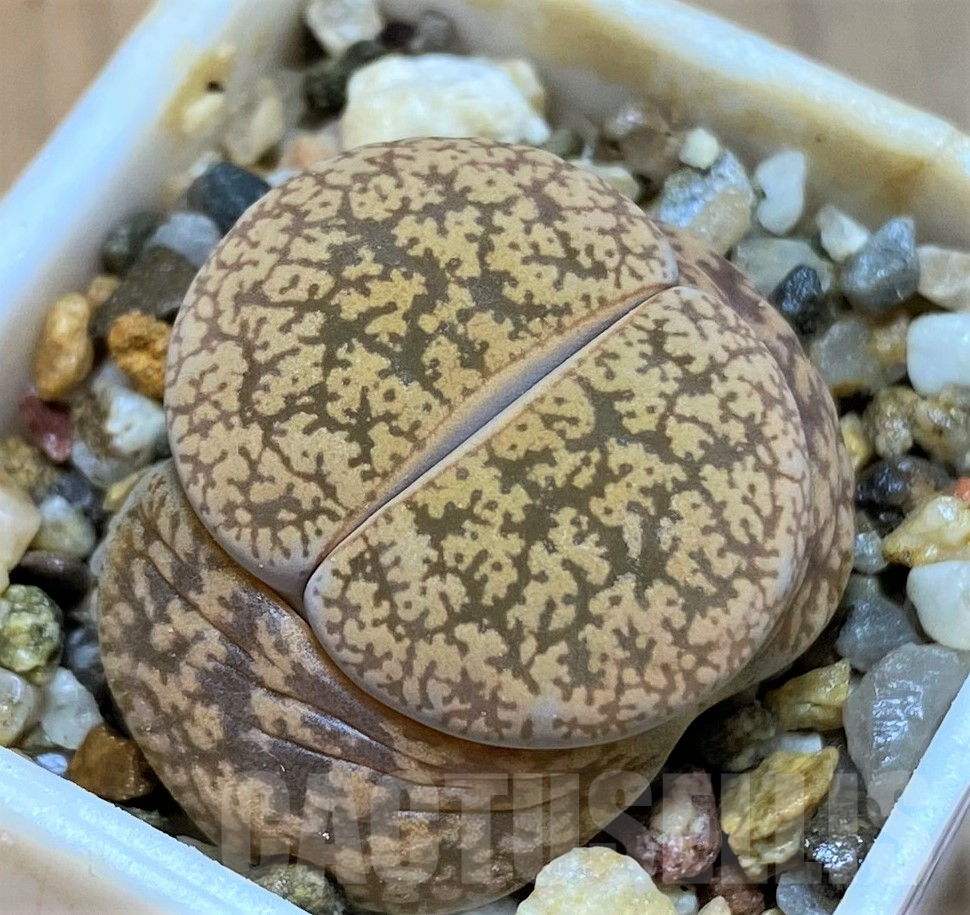 SH11473 Lithops lesliei