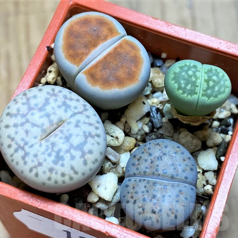 SH11474 Lithops mix