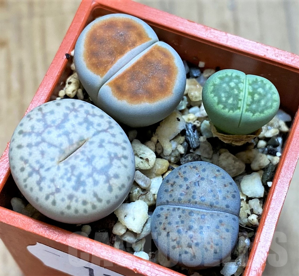 SH11474 Lithops mix