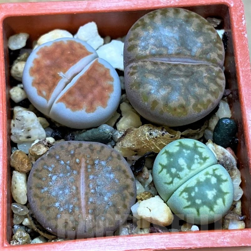 SH11475 Lithops mix