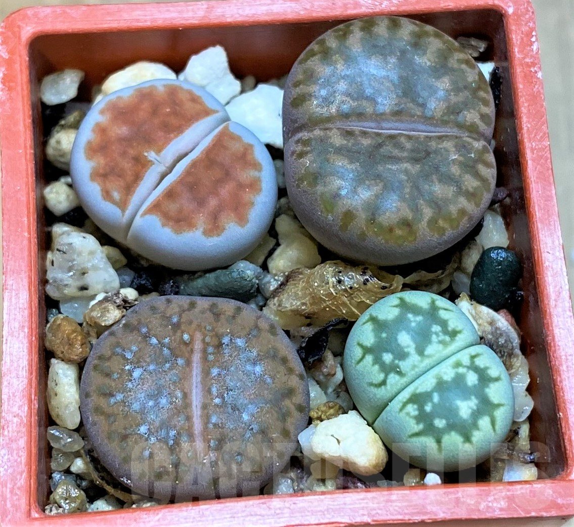 SH11475 Lithops mix