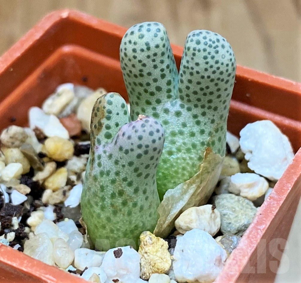 SH11476 Conophytum haramoepense ARM9550