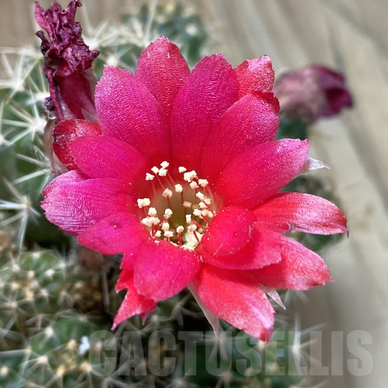 SH11732 Lobivia aff. hertrichiana