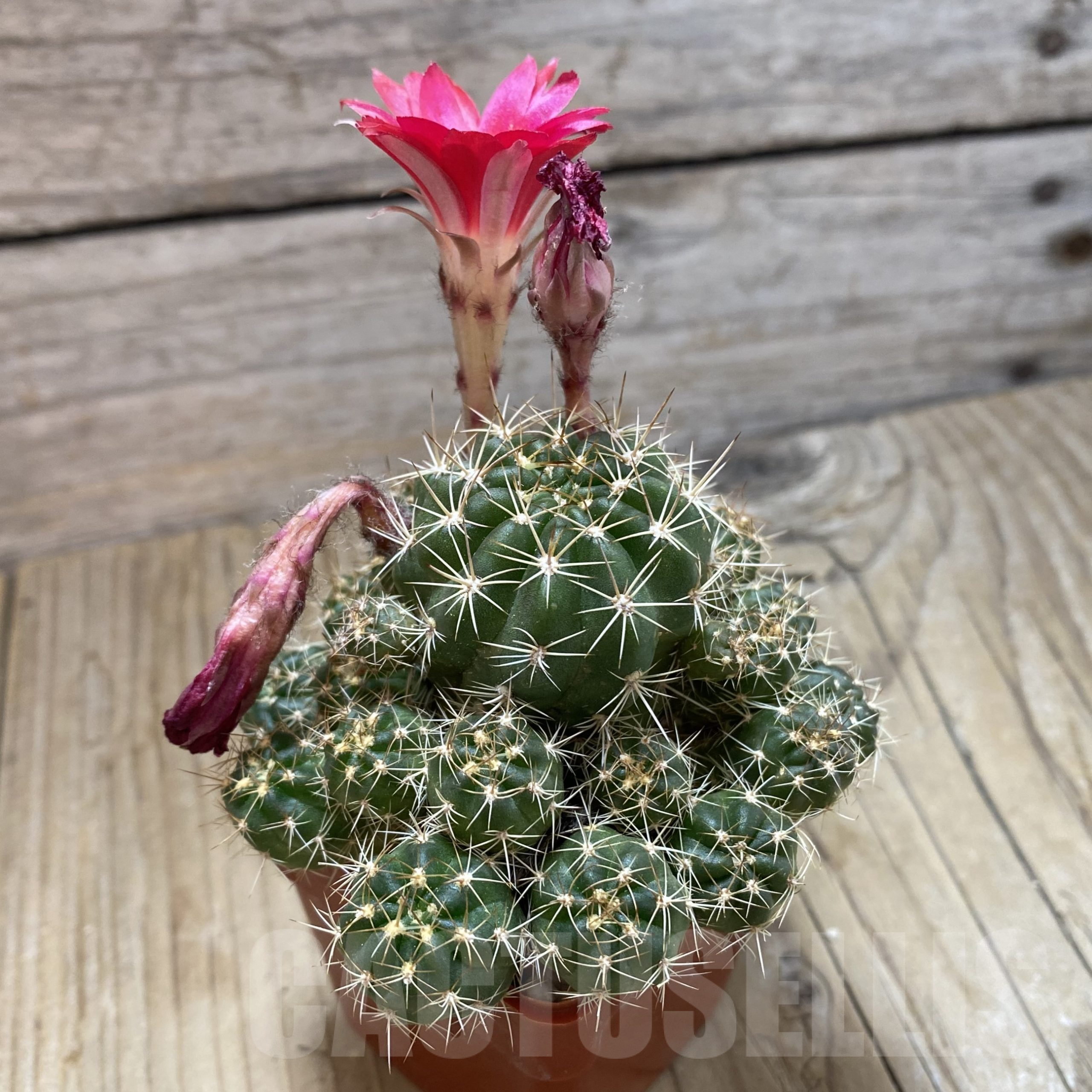 SH11732 Lobivia aff. hertrichiana - Image 2