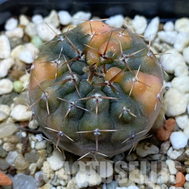 SH14558 Gymnocalycium stellatum f. variegata, seedling