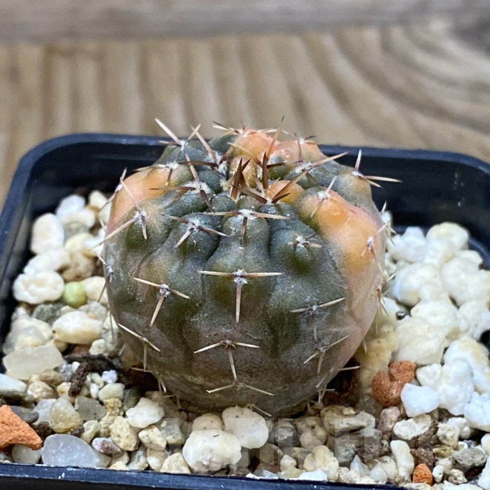 SH14558 Gymnocalycium stellatum f. variegata, seedling - immagine 2