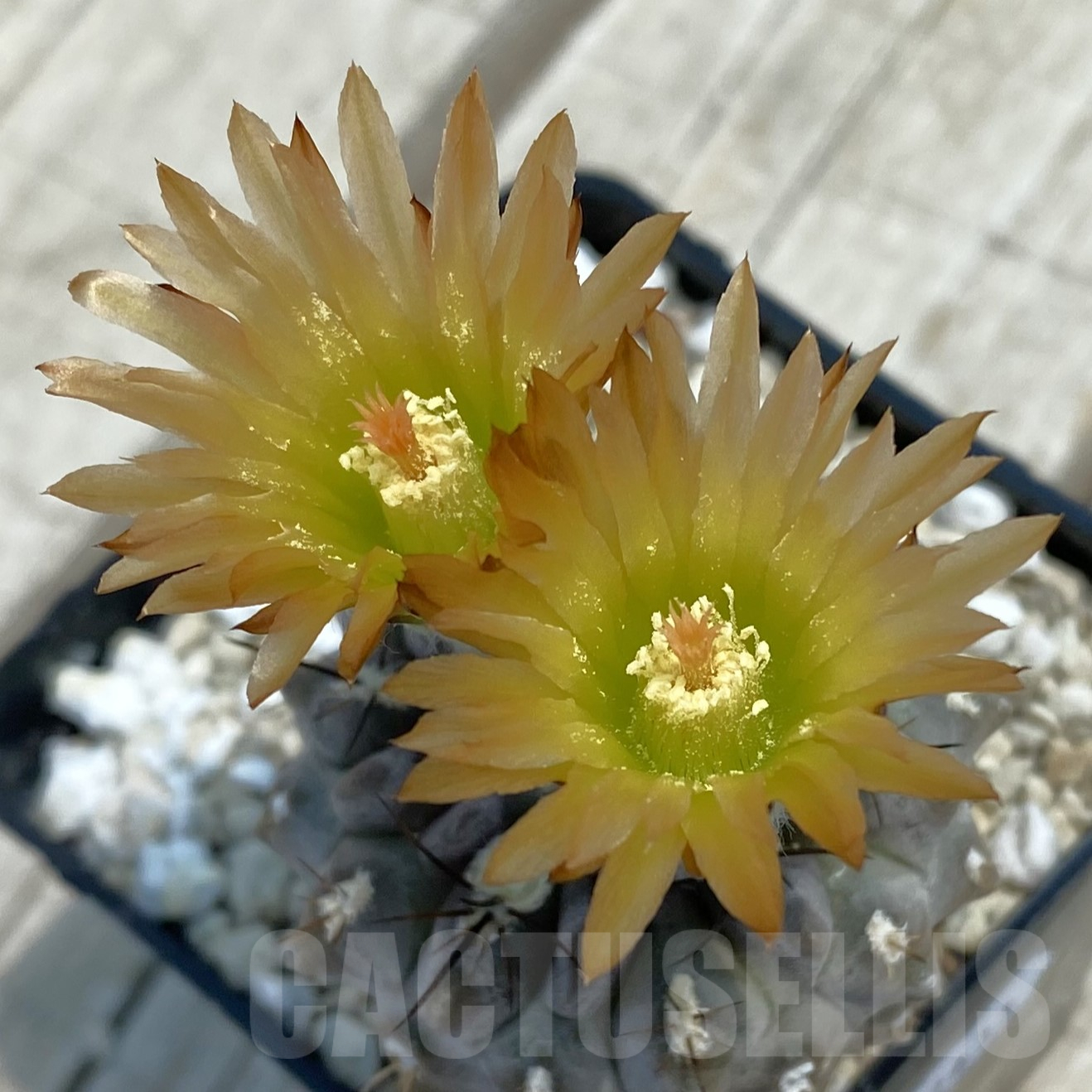 SH12633 Eriosyce heinrichiana