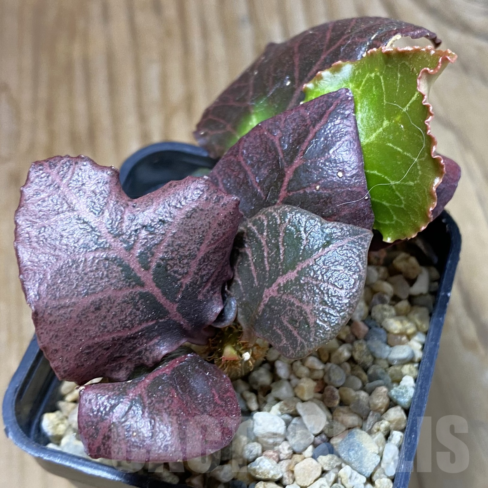 SH13330 Euphorbia francoisii hybrid