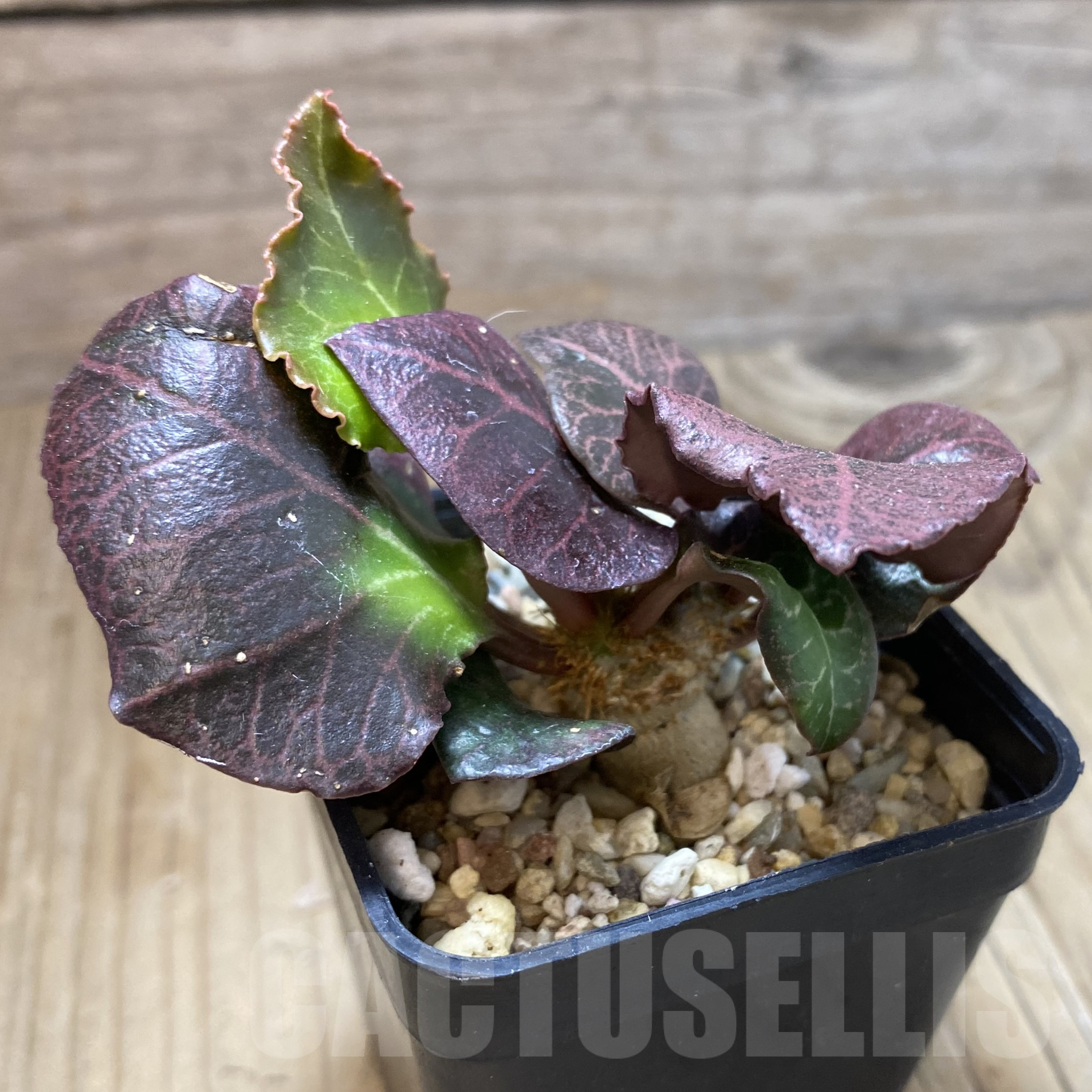 SH13330 Euphorbia francoisii hybrid - immagine 2