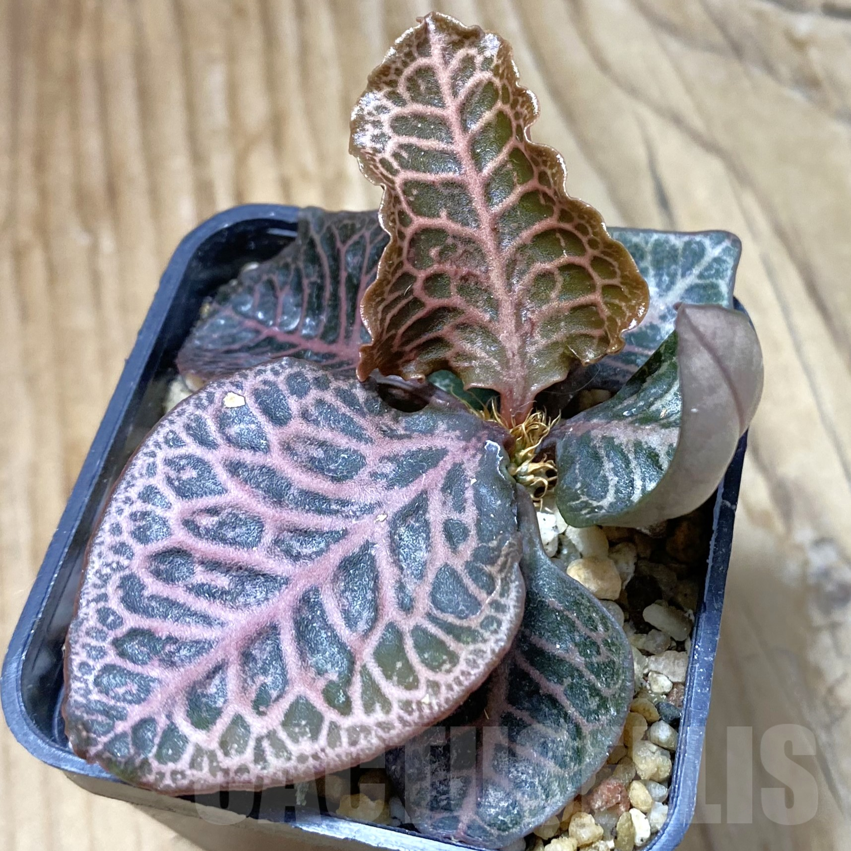 SH13331 Euphorbia francoisii hybrid