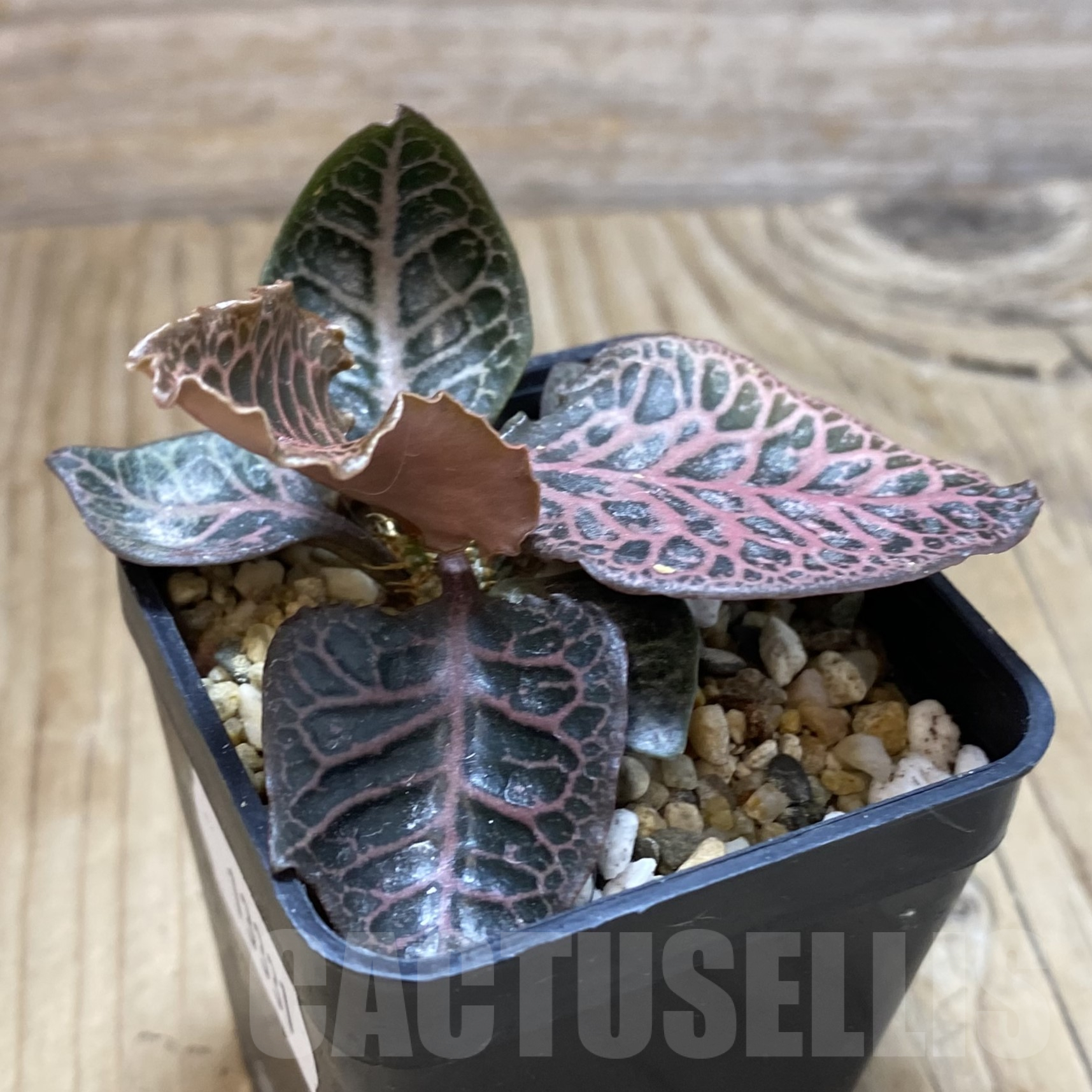 SH13331 Euphorbia francoisii hybrid - immagine 2