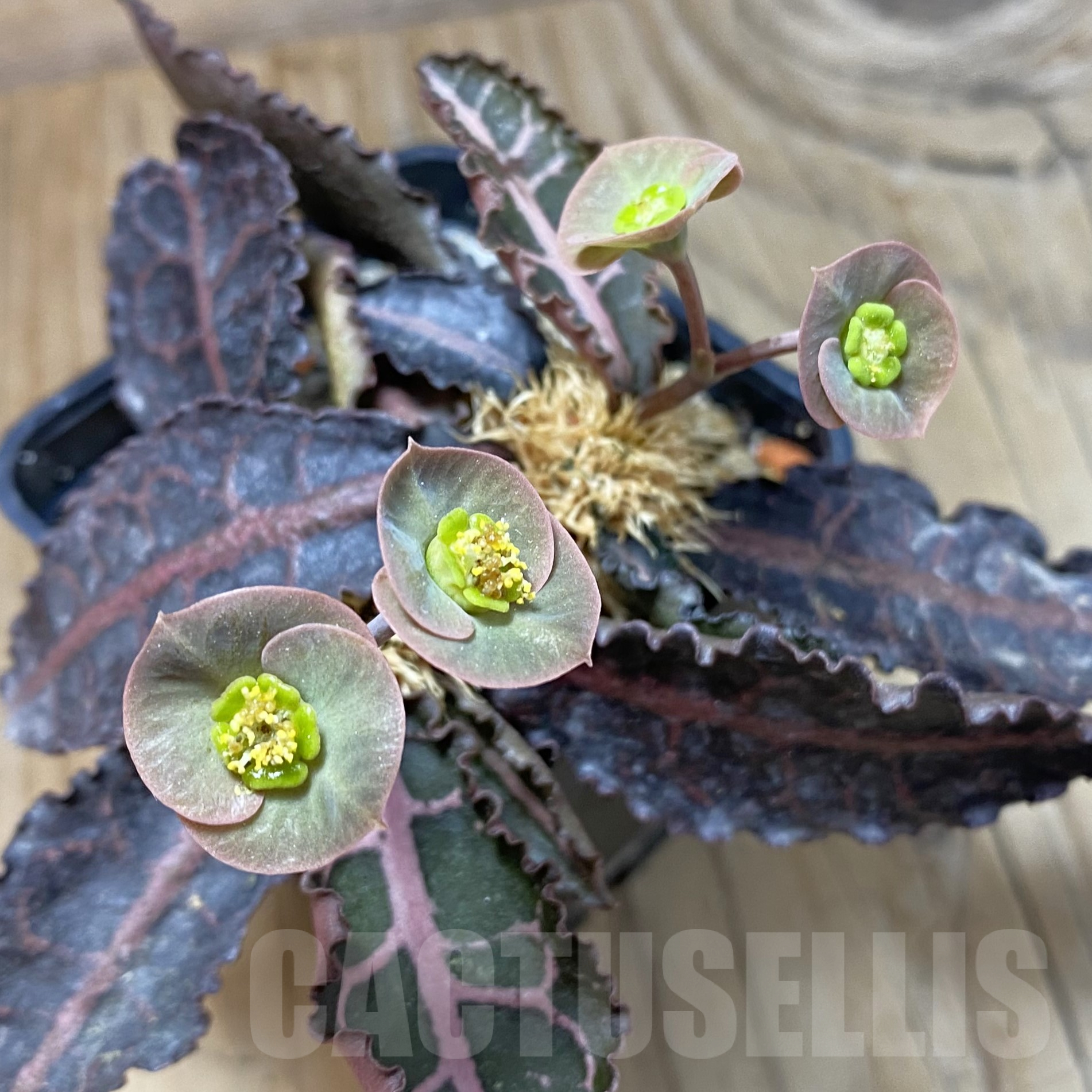 SH13332 Euphorbia francoisii hybrid