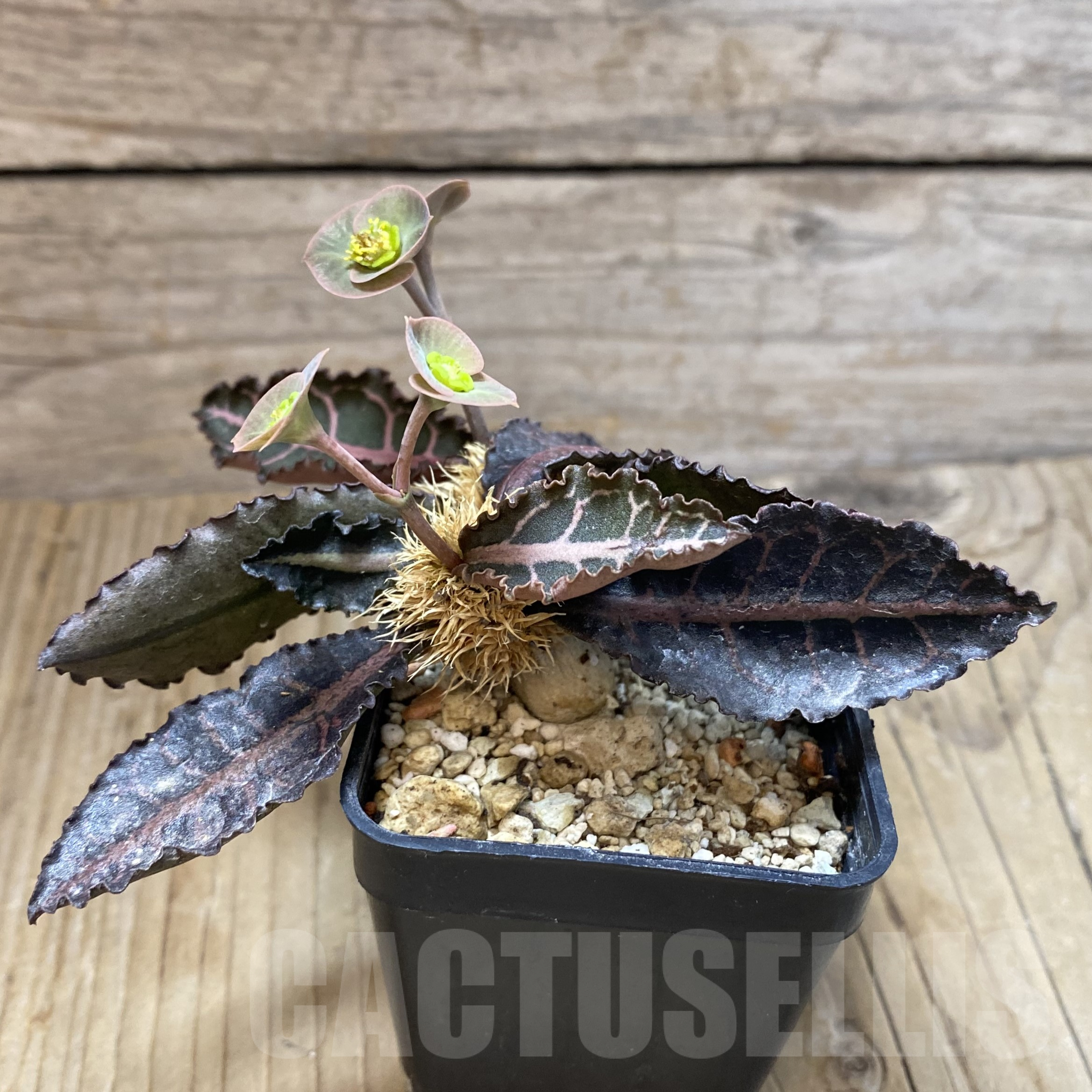 SH13332 Euphorbia francoisii hybrid - immagine 2