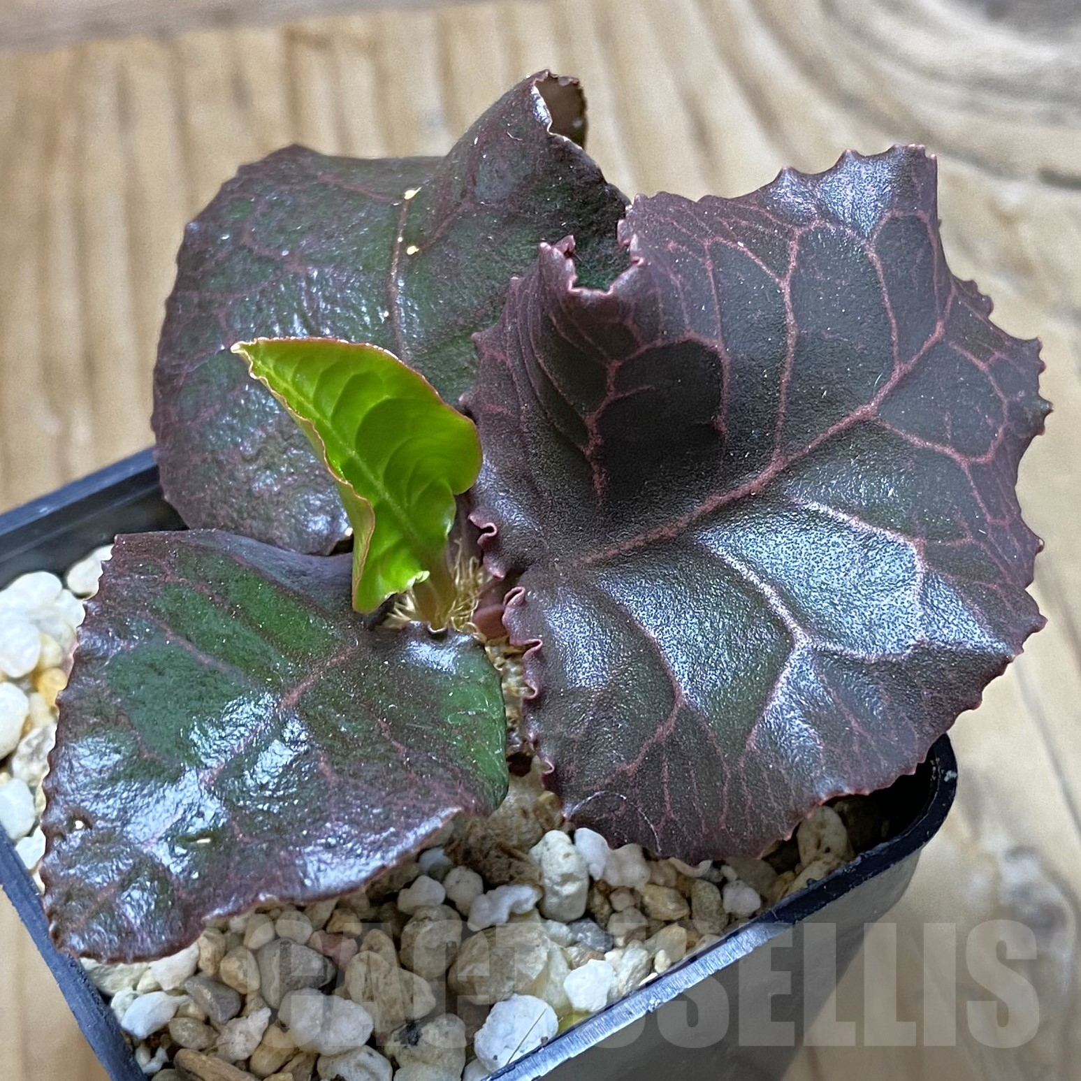 SH13333 Euphorbia francoisii hybrid