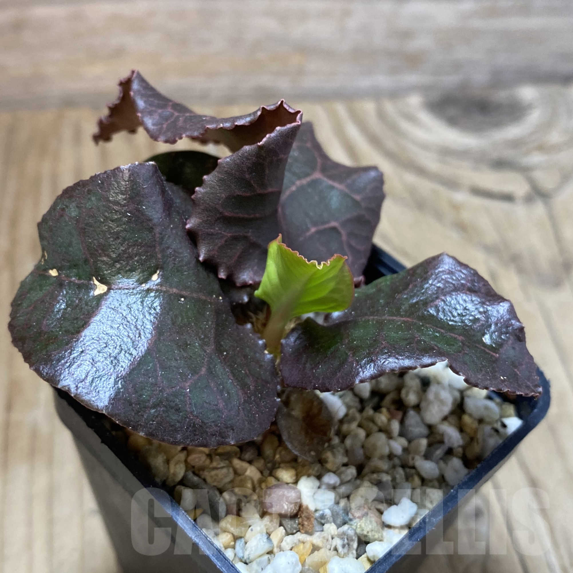 SH13333 Euphorbia francoisii hybrid - Image 2