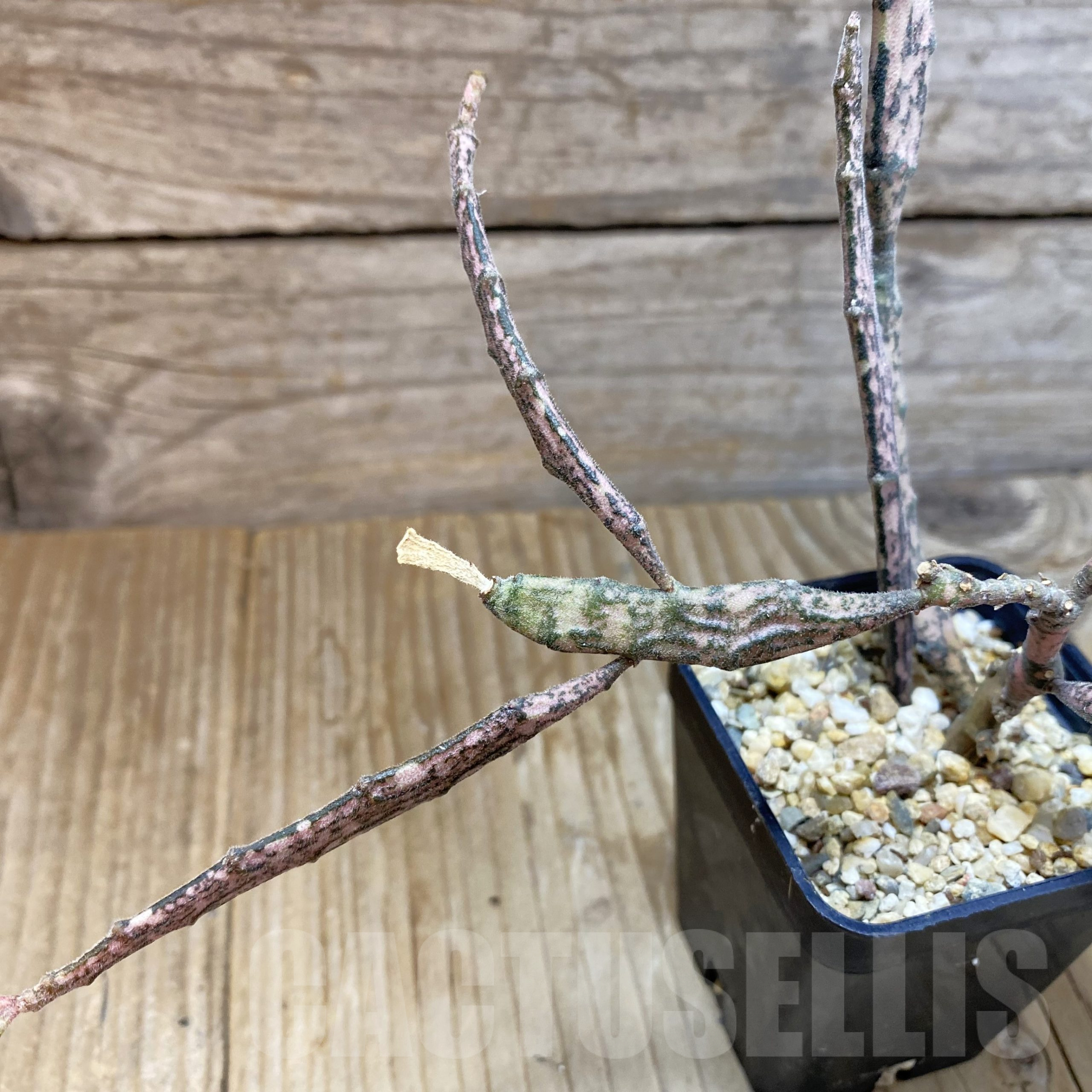 SH13335 Euphorbia platyclada