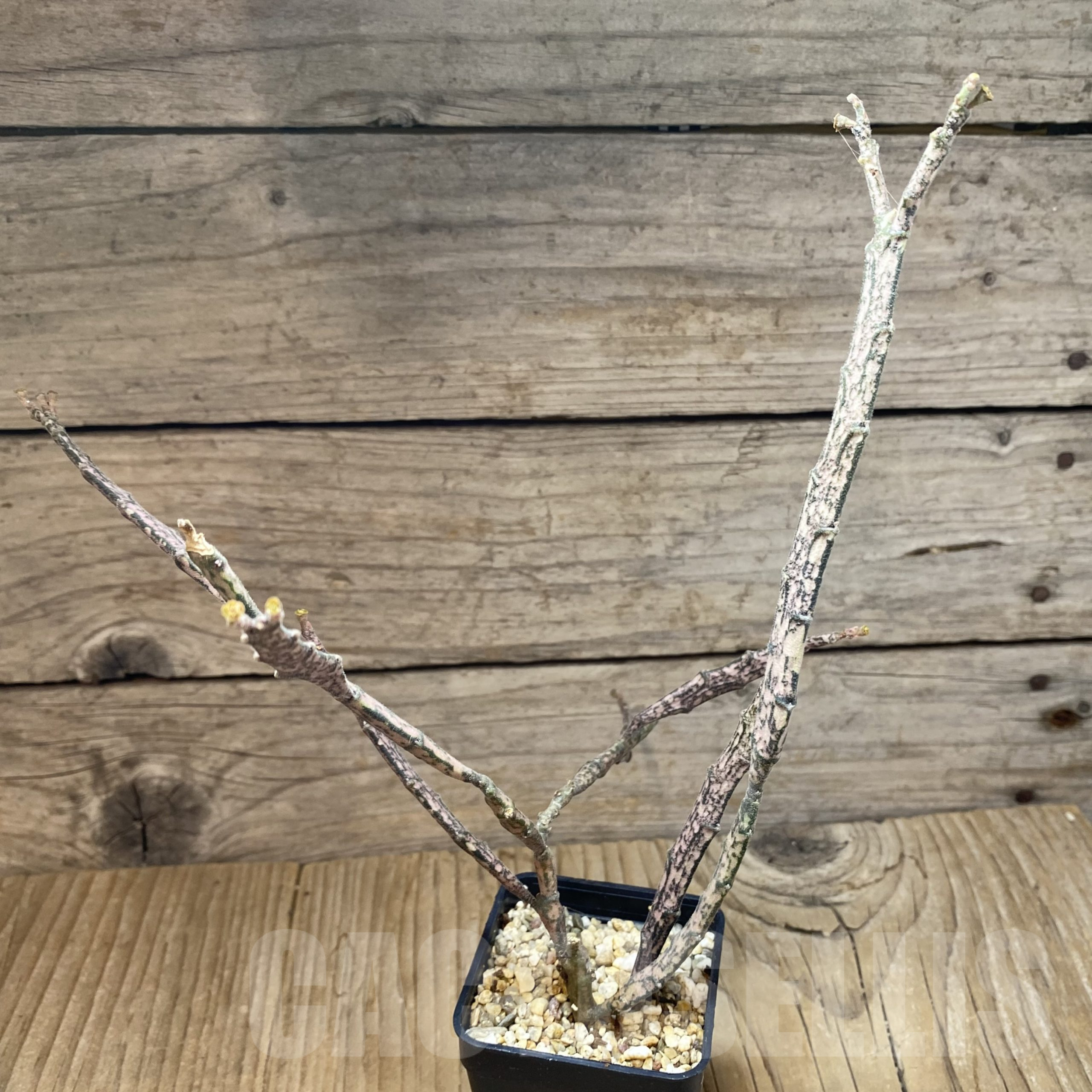 SH13335 Euphorbia platyclada - immagine 2