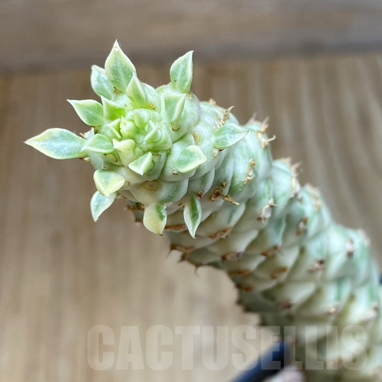 SH13338 Monadenium stapelioides f. variegata