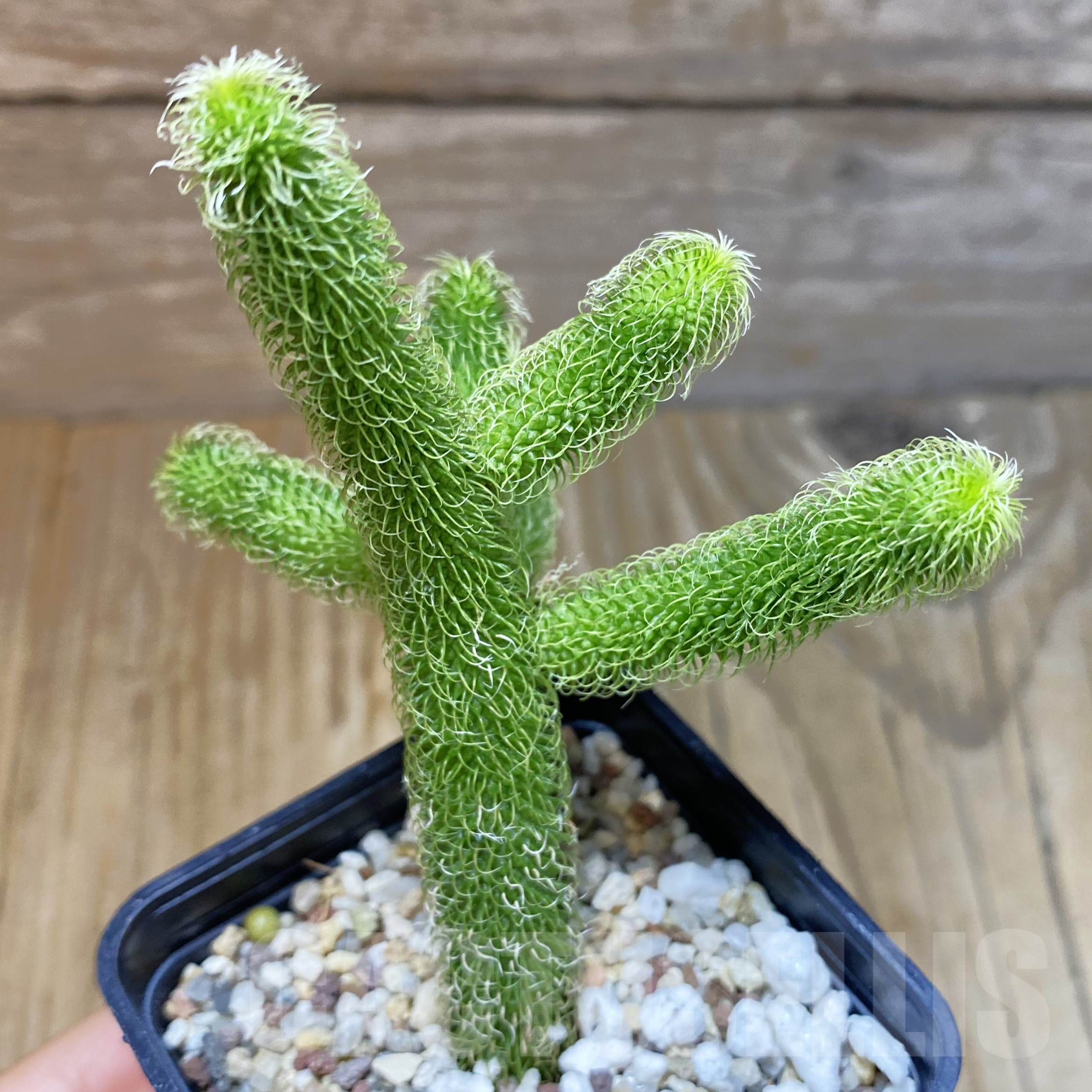 SH13339 Stapelianthus pilosus