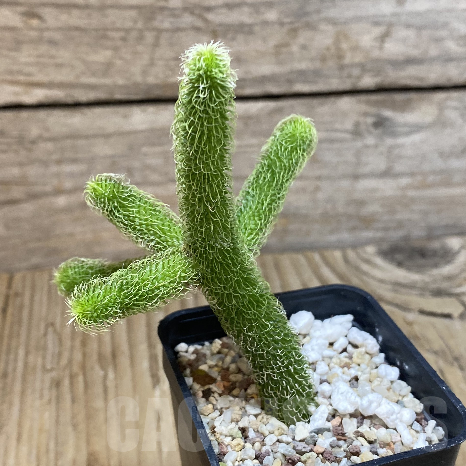 SH13339 Stapelianthus pilosus - Image 2