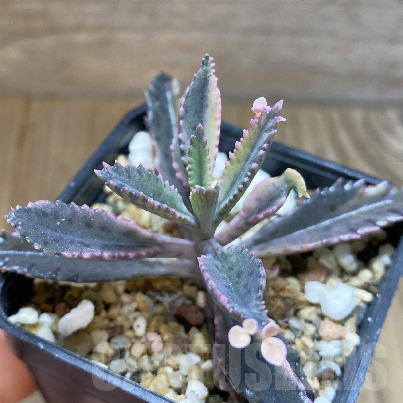 SH13341 Kalanchoe ‘Pink Butterflies’