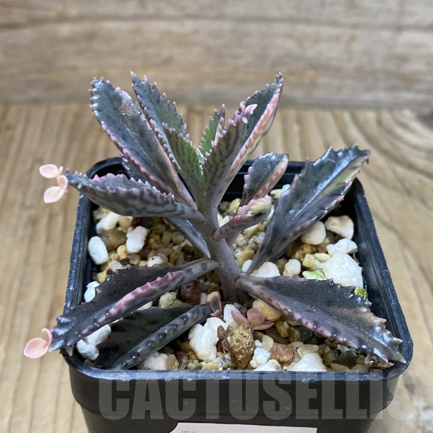 SH13341 Kalanchoe ‘Pink Butterflies’ - immagine 2