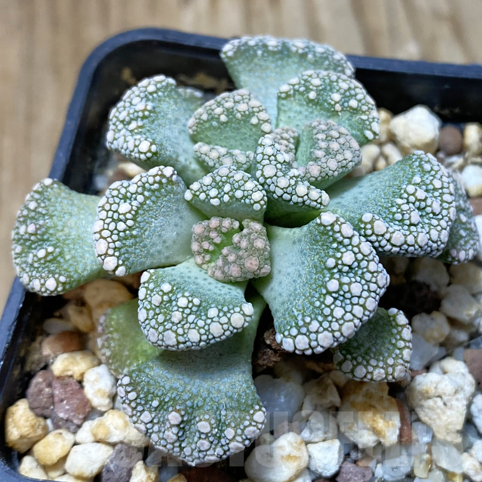SH13342 Titanopsis calcarea