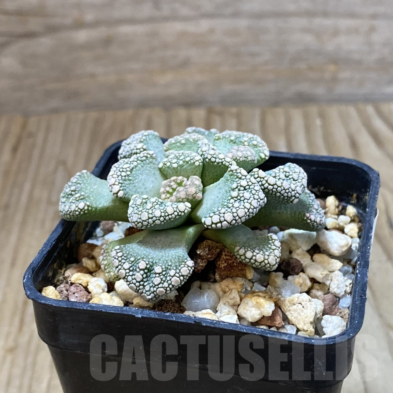 SH13342 Titanopsis calcarea - Image 2