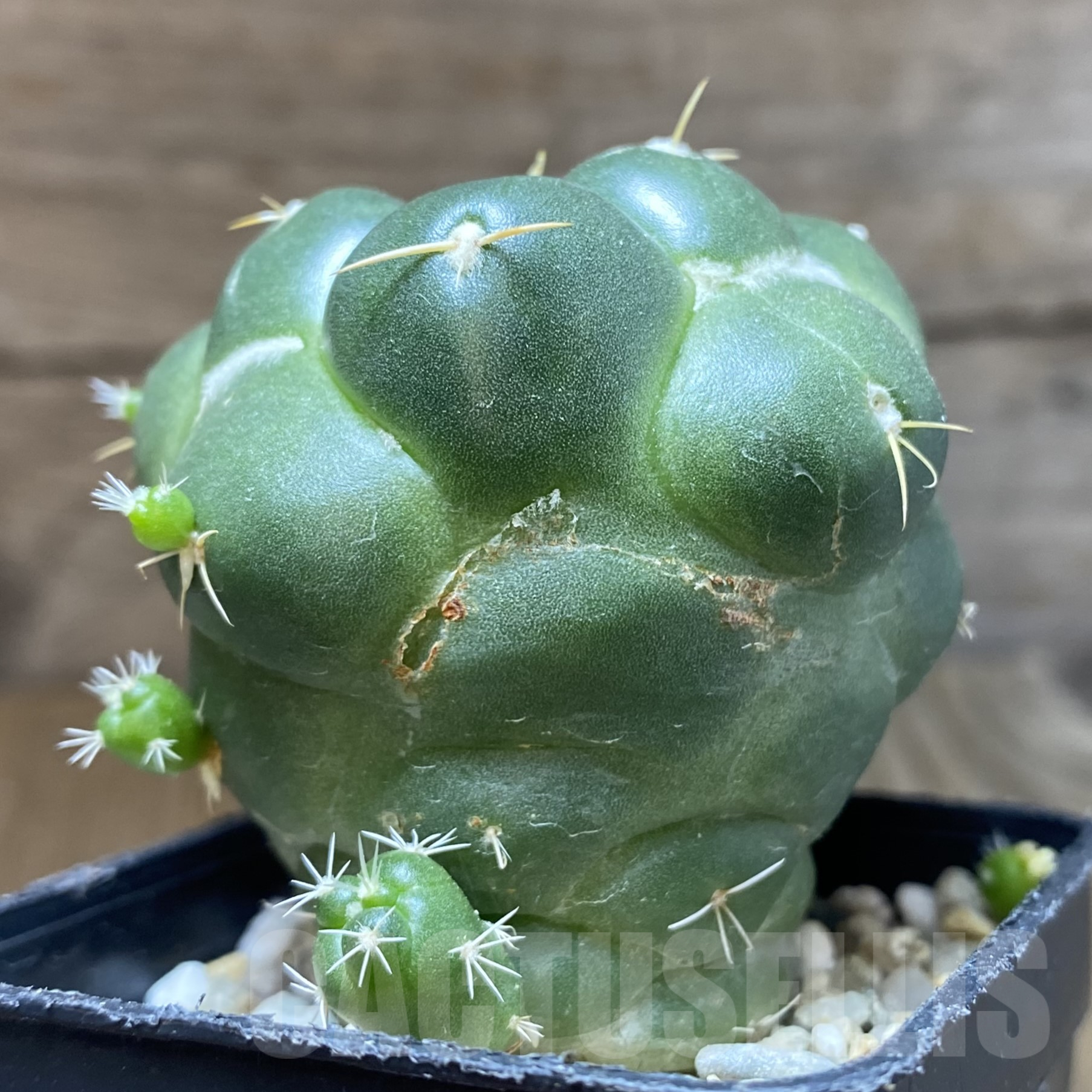 SH13345 Coryphantha elephantidens ‘inermis’ - immagine 2