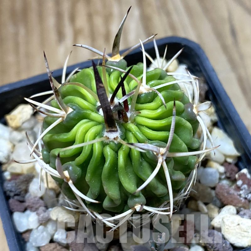 SH13351 Echinofossulocactus phyllacanthus
