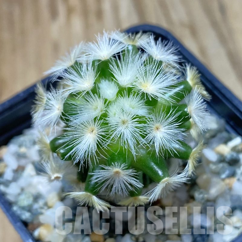 SH13354 Mammillaria carmenae ‘Buddha’, seedling